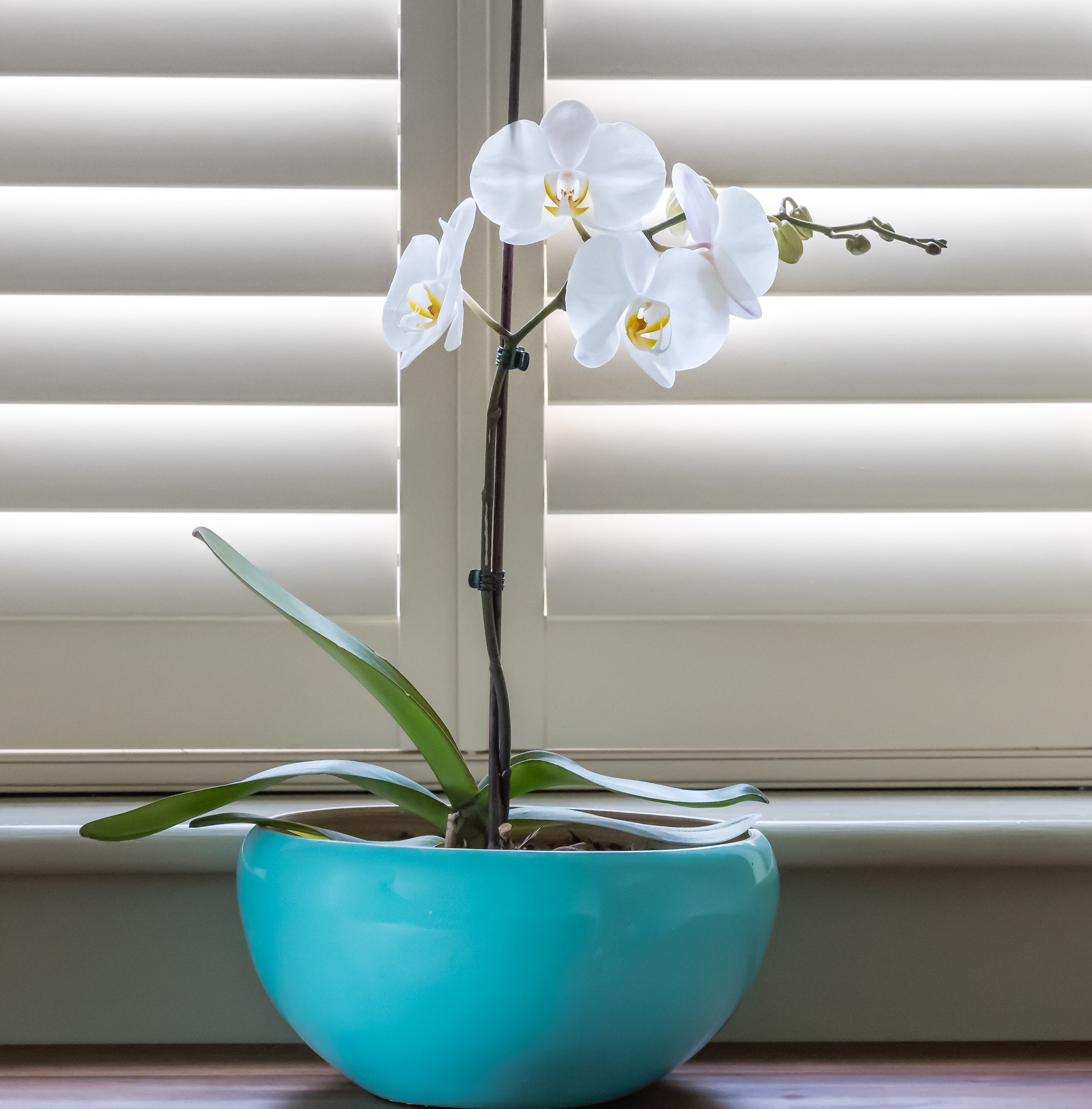 a white orchid against cream shutters